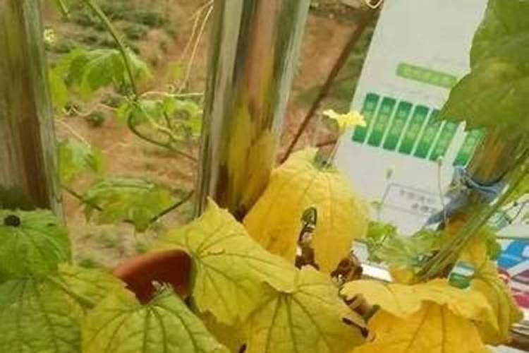 控释肥不用再追肥吗