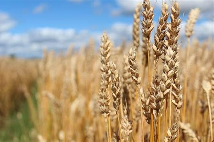 控释肥不用再追肥吗