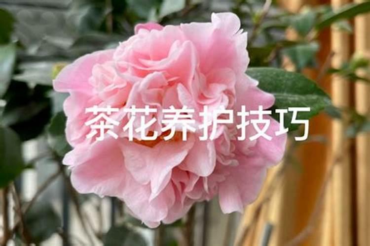 茶花育蕾期如何施肥浇水(山茶花有花苞时怎样施肥和管理)
