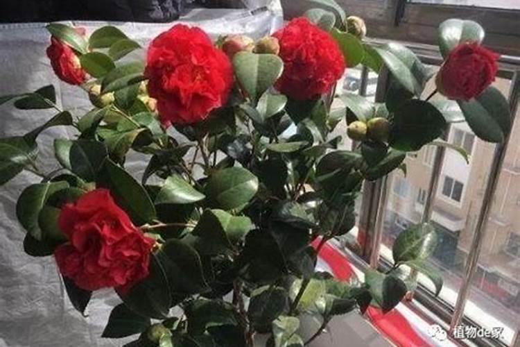 山茶花花期多长时间,怎么浇水施肥和管理
