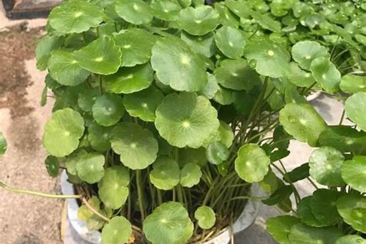 铜钱草怎么施肥