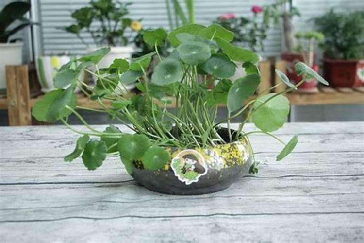 铜钱草浇什么肥最好