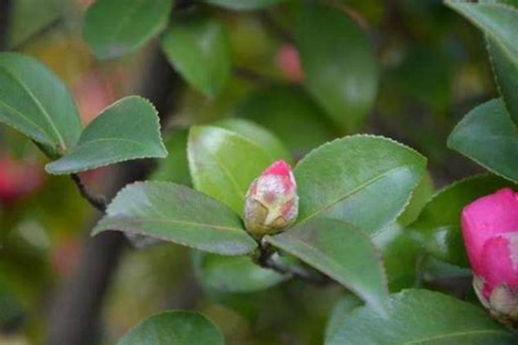 玉米几叶能用芸苔素