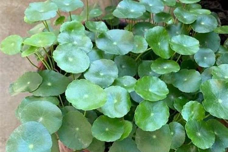 巧棵力颗粒水溶肥含有激素吗？