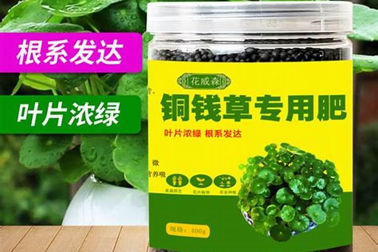 铜钱草什么季节施肥最好 施肥多少合适