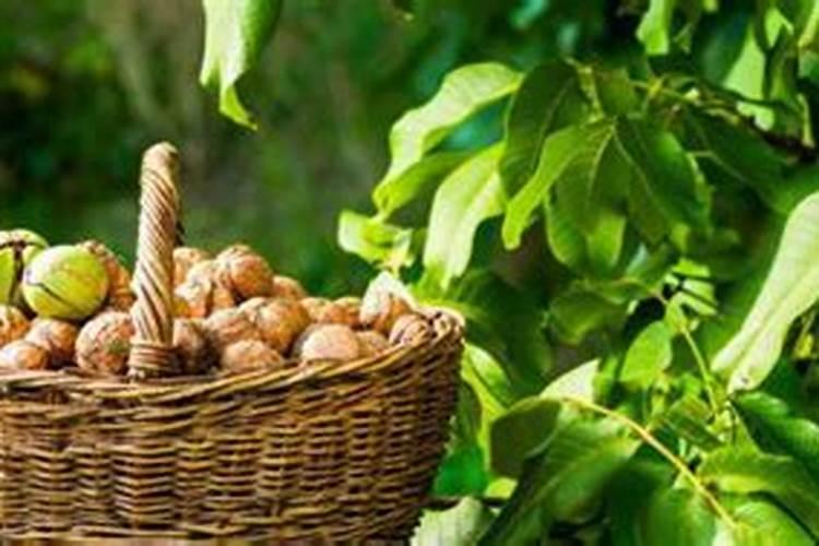 缓释肥是什么肥料