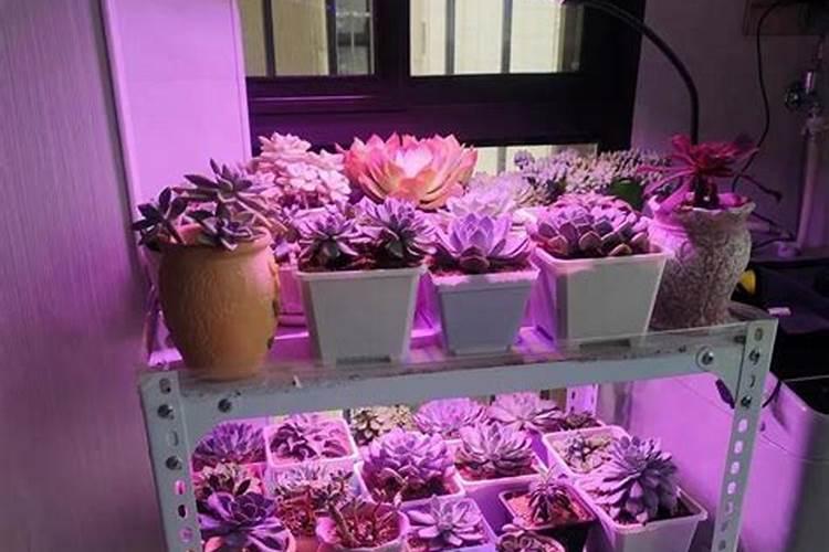 黑皮冬瓜怎么栽种