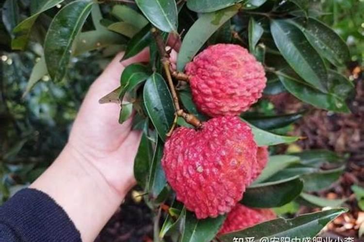 花椒树打药技巧