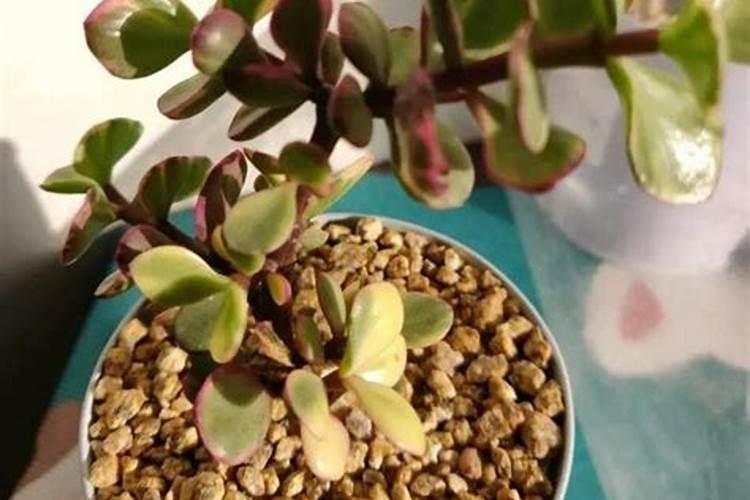 花椒树打药技巧