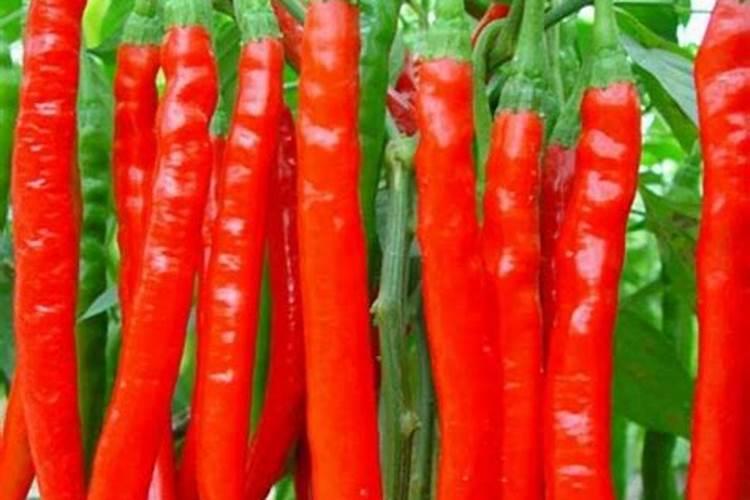 辣椒开花期能喷芸苔素和二氢钾吗