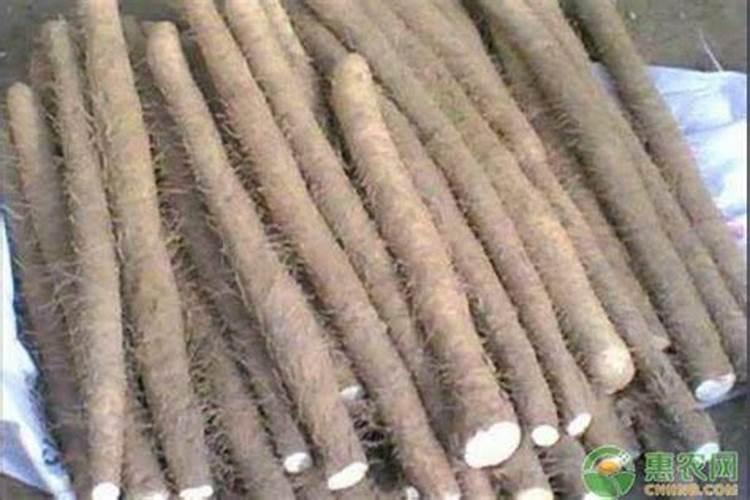 营养土长白色块状物,求问是啥,还有我的绿萝还需要施啥肥？