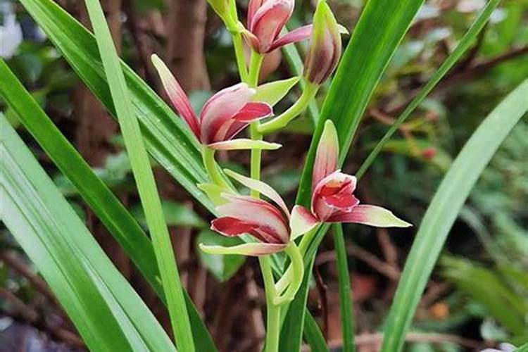栀子花施肥什么肥料