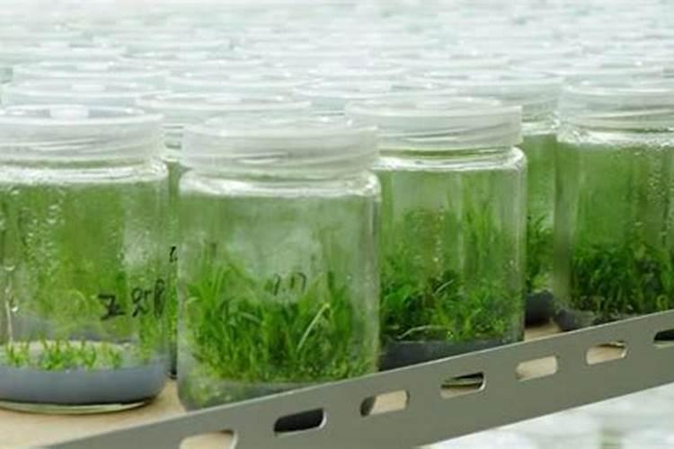 钙镁磷肥的作用及使用方法