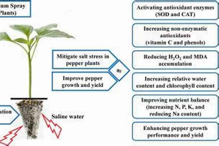 为什么不能给叶子浓度过高的钾肥原因是什么