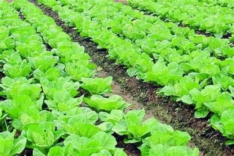 什么样的冲施肥效果较好？该如何施用