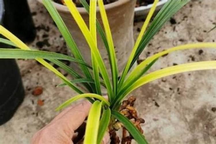 兰花刚长的新苗这现花斑