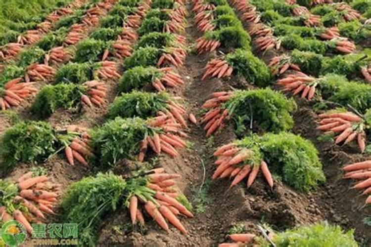 花卉施肥后需要立刻浇水吗