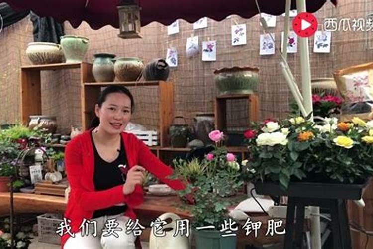 4月份养月季的施肥办法