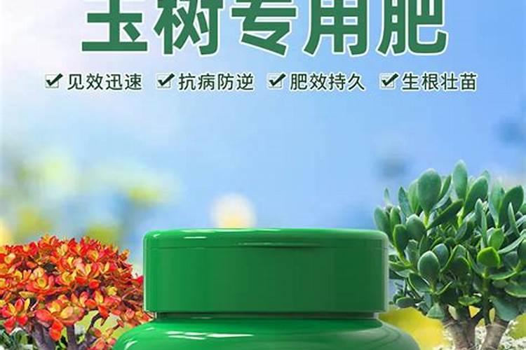 玉树开花期间能用肥料吗？