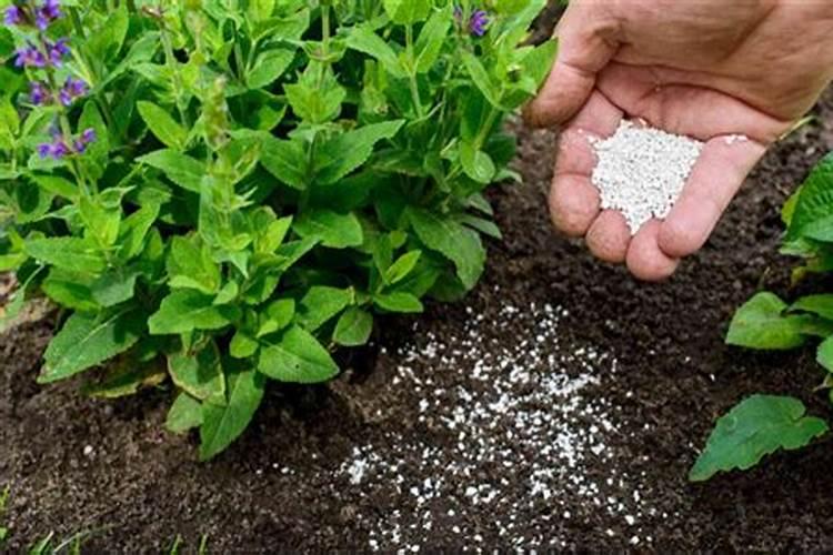 荔枝保花保果用什么冲施肥好？荔枝膨果期需要用哪种肥料？