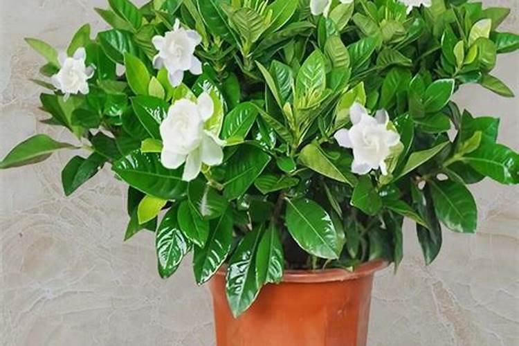 花卉叶面肥用什么好 花卉叶面肥浓度多少合适