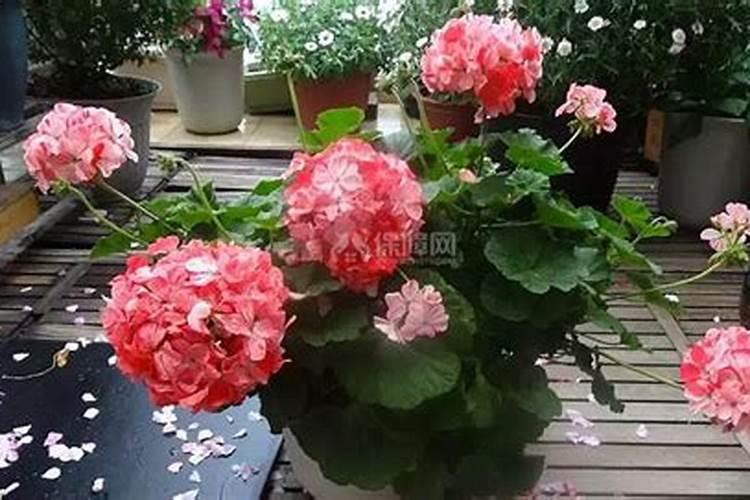 阳台养花用什么肥料好 给花施肥用什么肥料