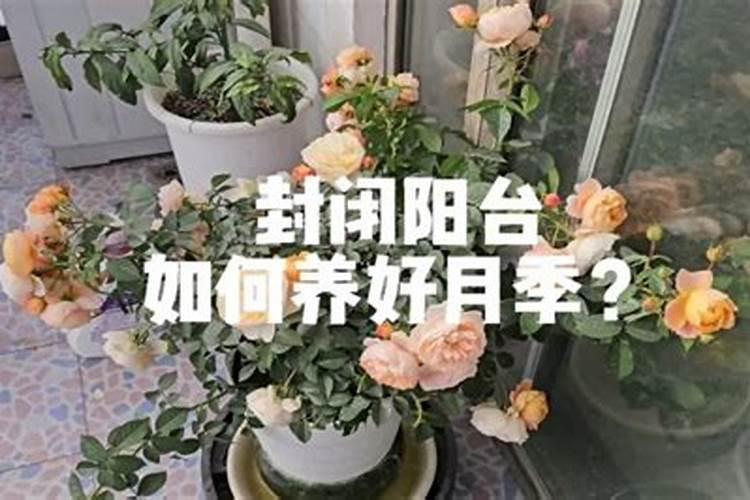 如何给花施肥？