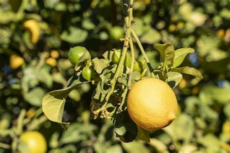 种柠檬施什么肥