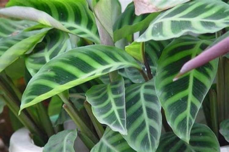 水肥管理是农业生产重要步骤,南瓜种植该怎么进行水肥管理？