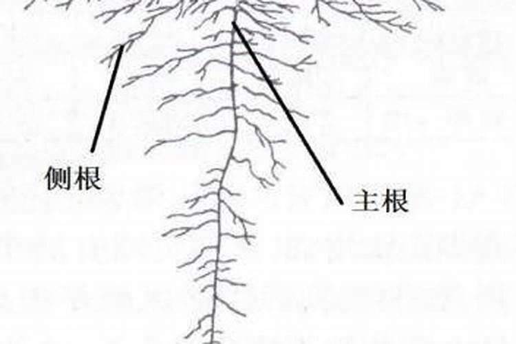 盆栽柠檬树夏末秋初适合换盆吗？三四月份买的,一直没换盆。近几天发现...