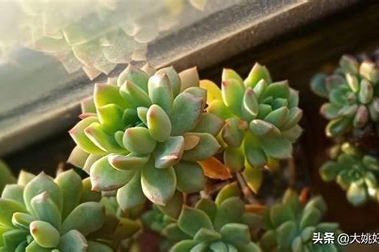 多肉植物的生长环境是怎么样的？
