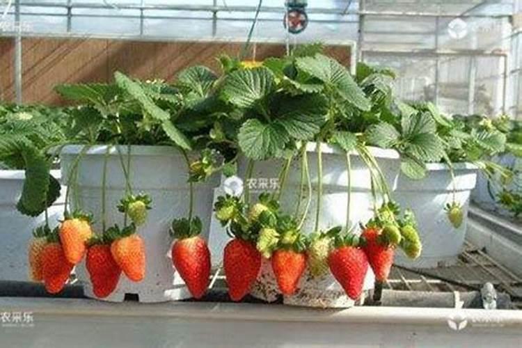 磷肥草莓放多少