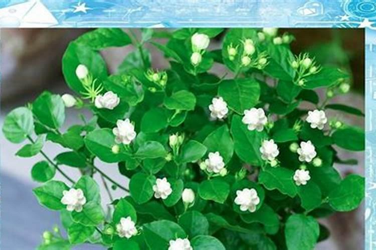 10～20度茶叶喷施叶面肥会加抉生长吗？