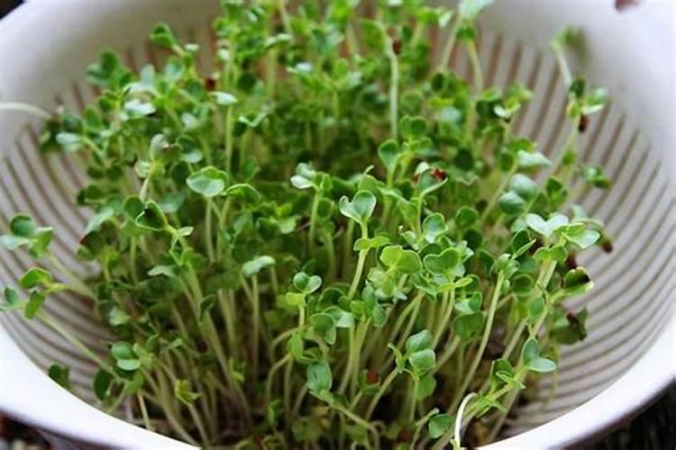 黄皮果怎么施肥 疏花疏果时需要注意什么