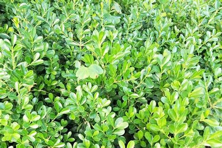 黄杨施什么肥长得快