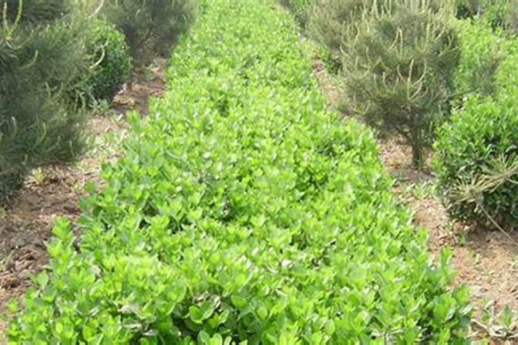 黄杨能用920喷叶面吗