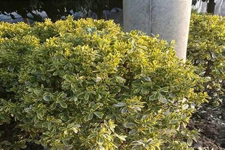 黄杨怎么施肥