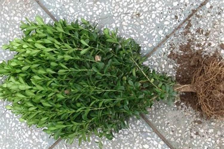 黄杨的生长需要什么肥料