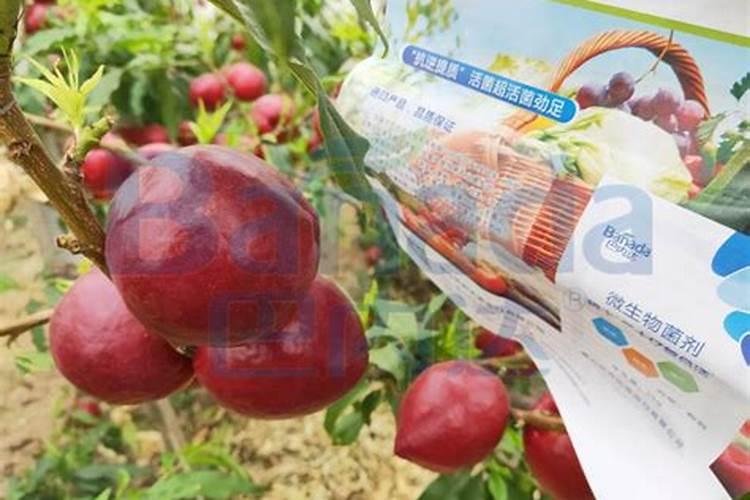 生根壮根的肥料有哪些