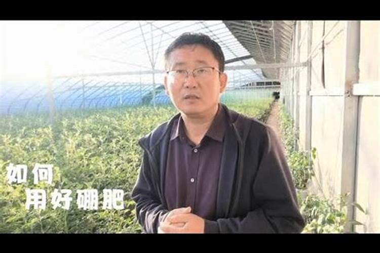 为什么种植油菜要增施硼肥？增施硼肥的好处有哪些？