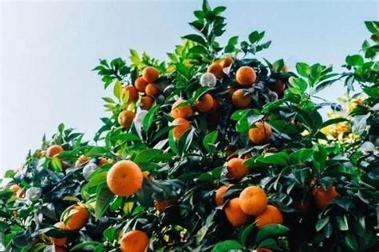 氮磷钾肥分别有什么作用