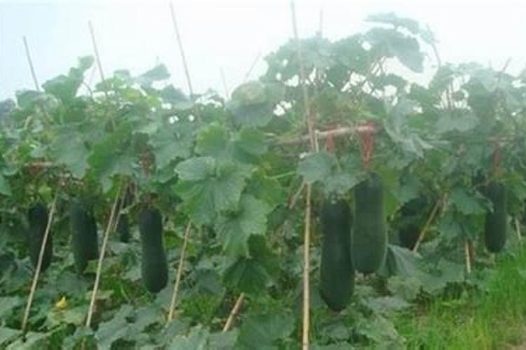 国内大大小小的化工厂有哪些？求几个。大型的国企就算了