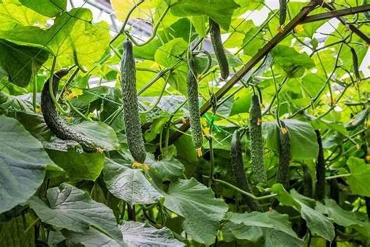 大棚草莓膨大增甜,果实膨大期这样管理,草莓大又甜,每亩多收上千斤百...