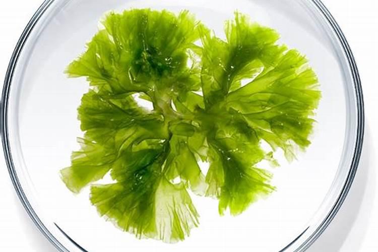 圣元海藻钙怎么样