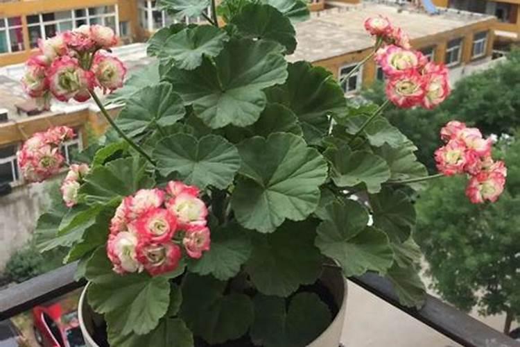 软籽石榴冬季'进室内用浇水吗？