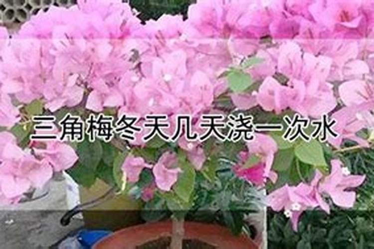 三角梅扦插后用经常浇水吗