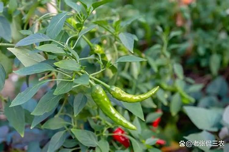 辣椒种植后各阶段施什么肥？