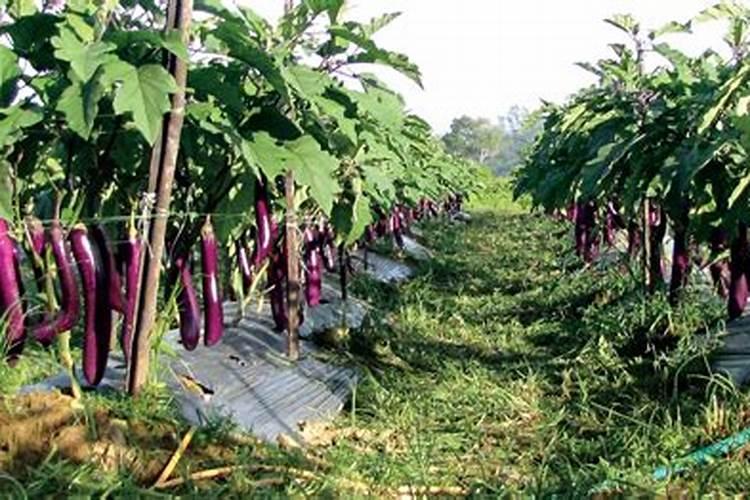 高产玉米化肥配方,怎样施肥效果好