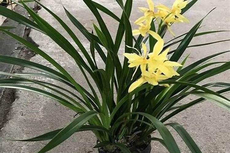 春兰花如何施肥