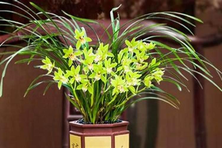 下山春兰如何养殖